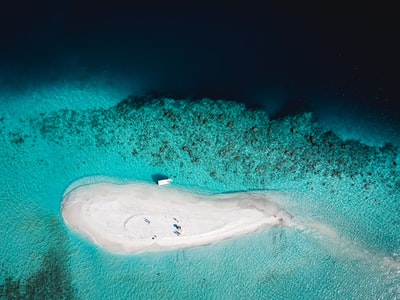 Black and white whale on the blue ocean
